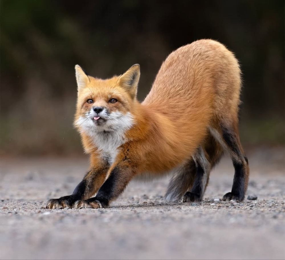Ein rotfuchs