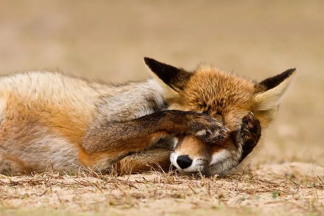 A fox covering its own face